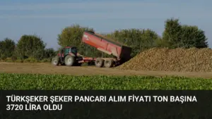 TÜRKŞEKER Şeker Pancarı Alım Fiyatı Ton Başına 3720 Lira Oldu