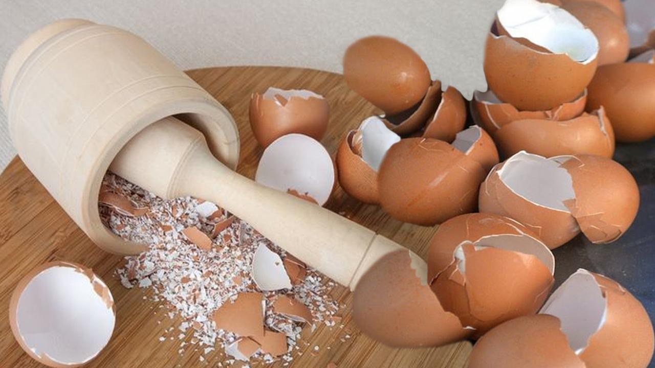 Yumurta kabuklarını çöpe atmayın! Bakın nelerde kullanılıyor